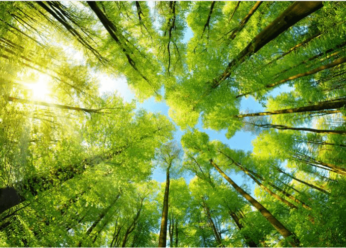 Protecting the Environment